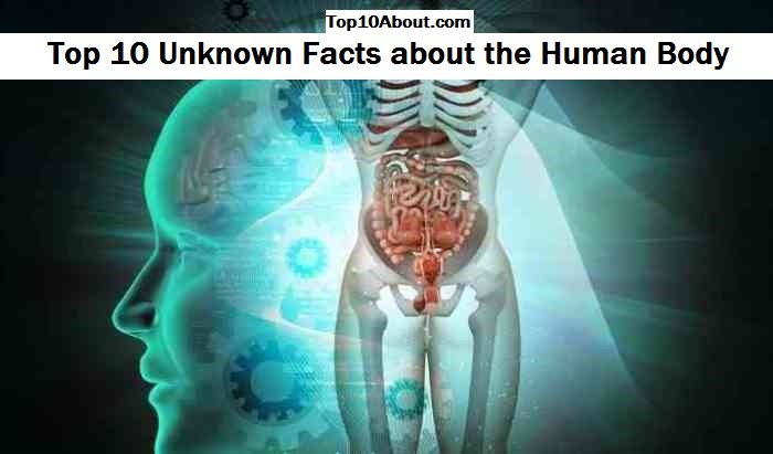 The best unknown facts about the human body